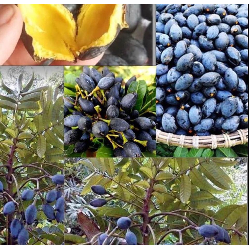 CÂY TRÁM ĐEN NẾP GIỐNG