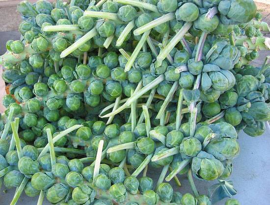 Hạt giống bắp cải tí hon xanh 50 hạt (TẶNG gói kích thích hạt nảy mầm)