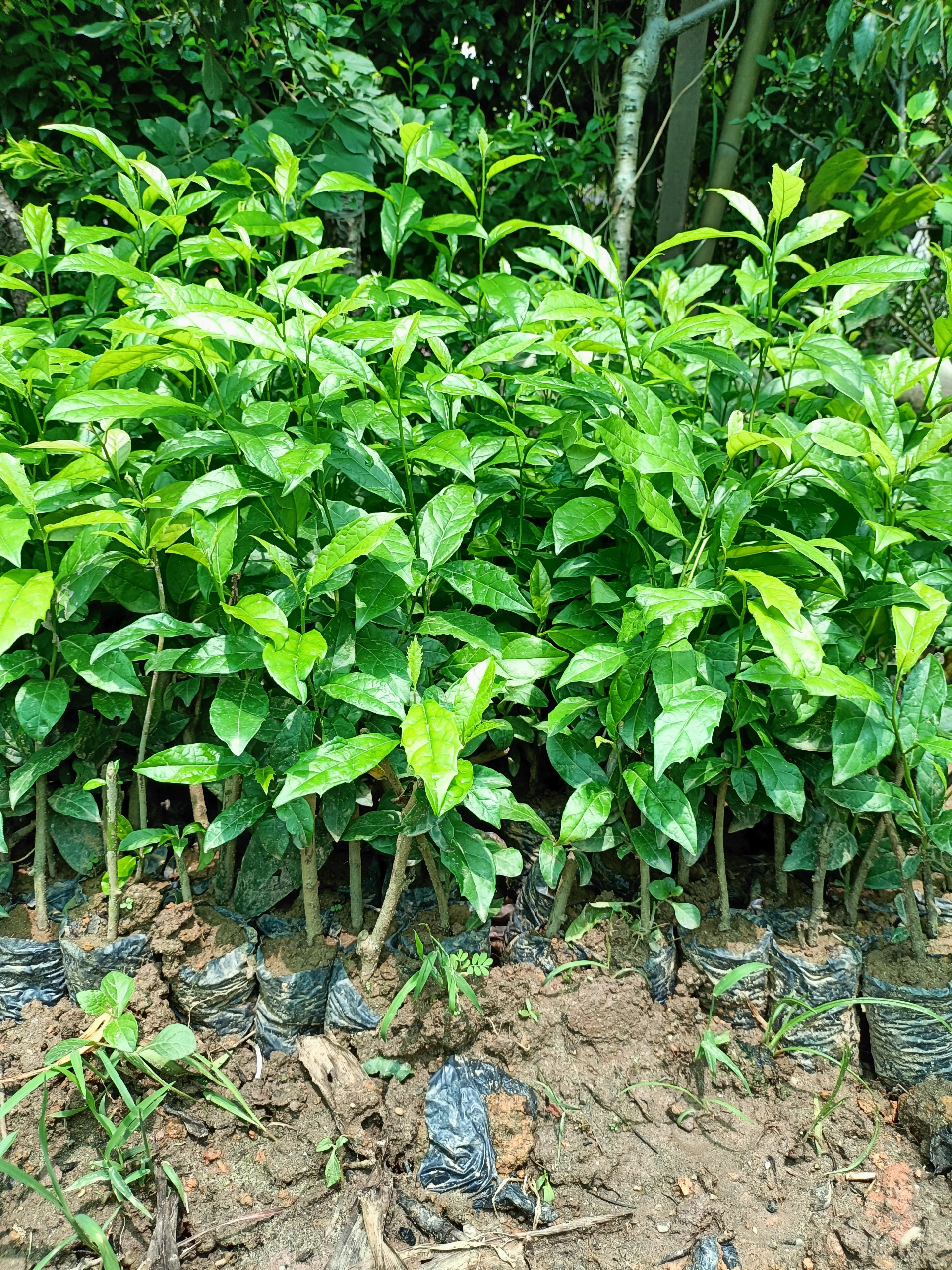Combo 5 cây giống xạ đen