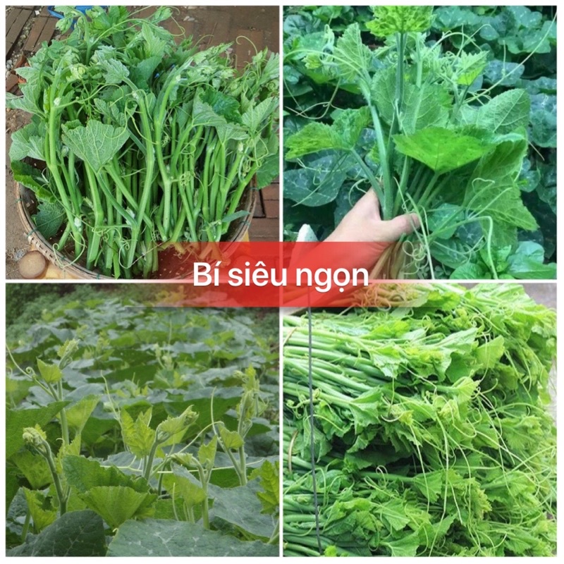 Hạt giống bí siêu ngọn dể trồng -gói 5gram