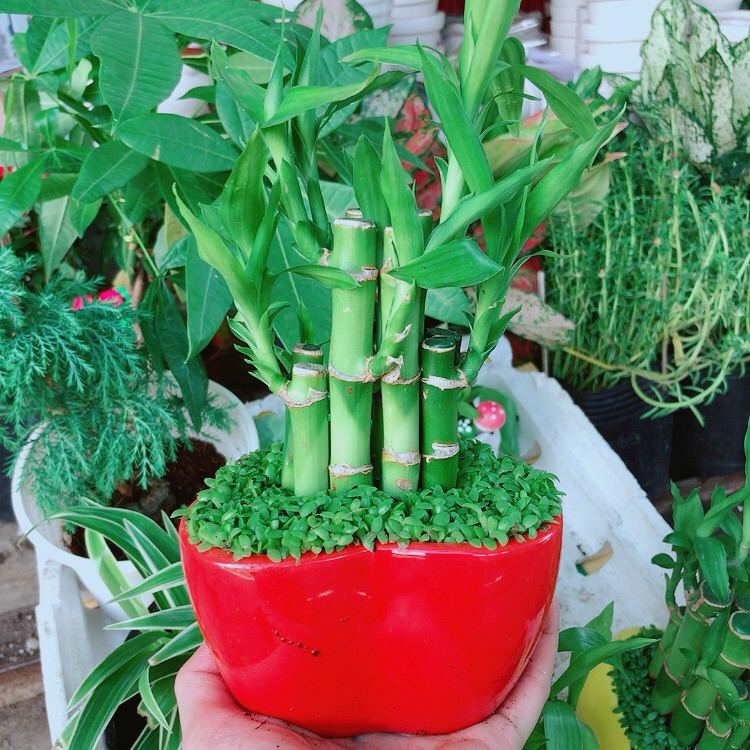 Chậu trúc phát tài trái tim đỏ