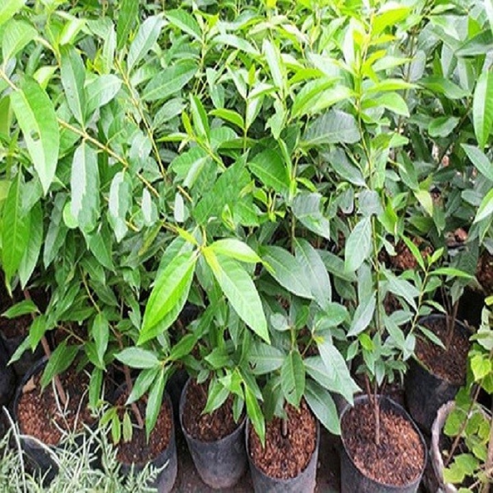 Cây vối nếp giống khỏe đẹp