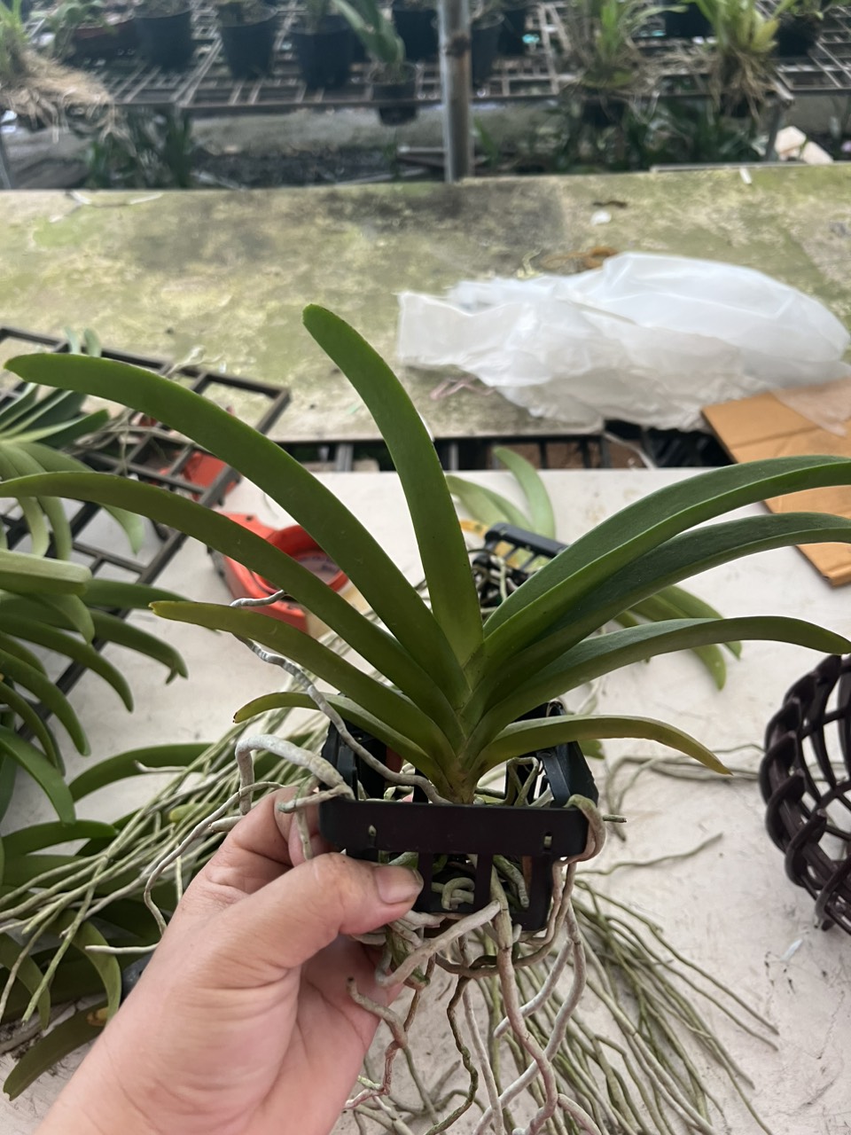 HOA LAN NGỌC ĐIỂM HỒNG GẤM
