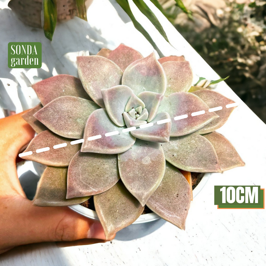 SEN ĐÁ ĐÁ MA SIZE BÉ, LỖI 1 ĐỔI 1