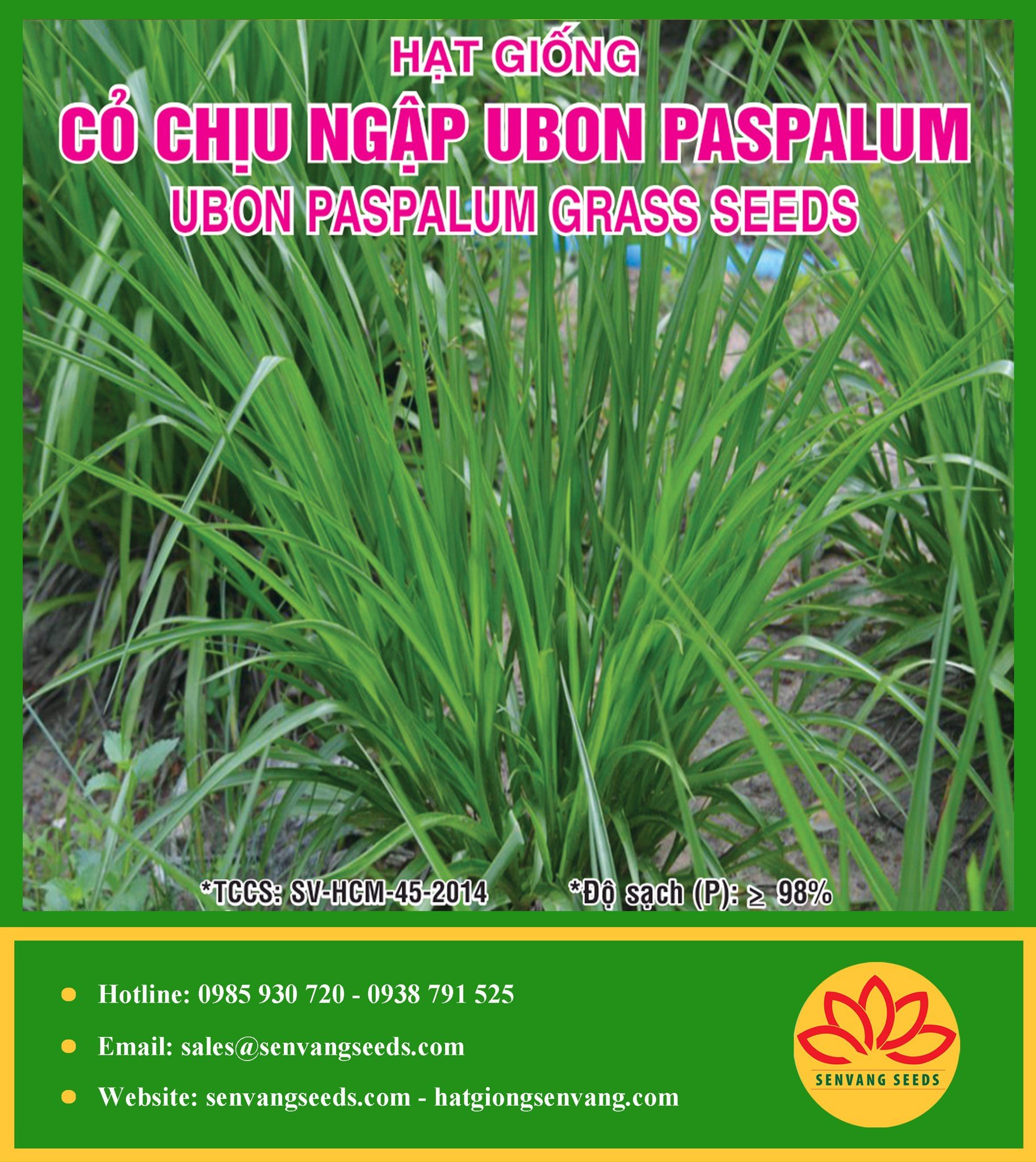 Hạt Giống Cỏ Chịu Ngập Ubon Paspalum Gói 100gr  - Sen Vàng Seeds