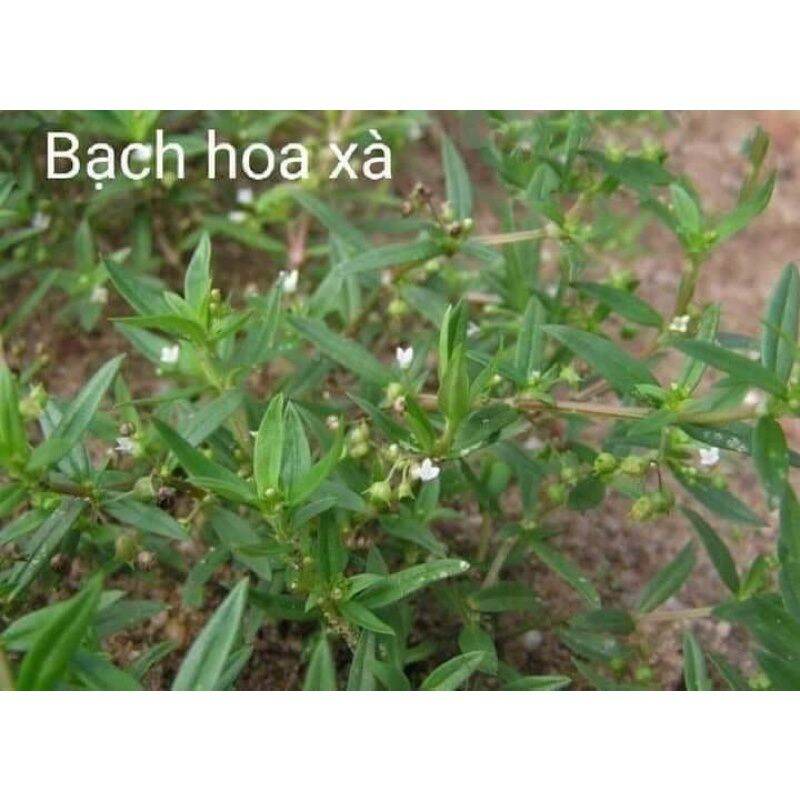 1 kg Bạch hoa xà thiệt thảo (hỗ trợ chống ung thư,u bướu)