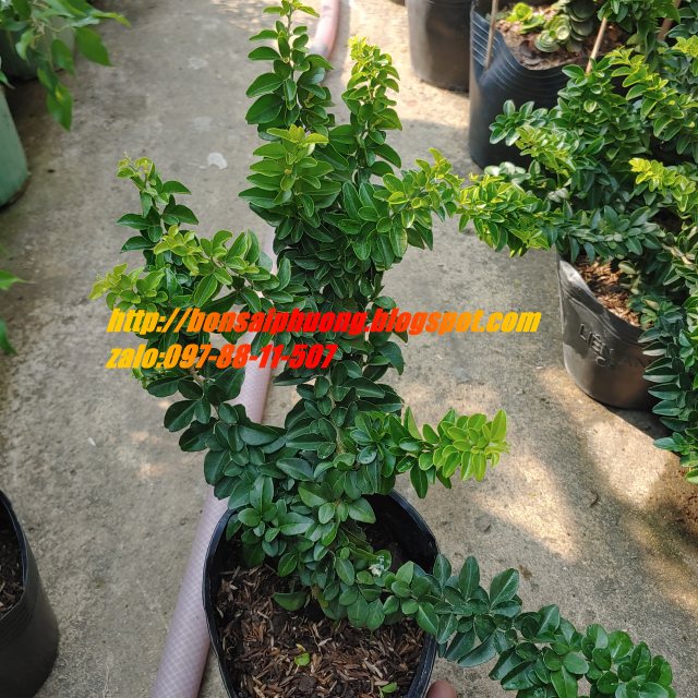 kim quýt thái bonsai mini