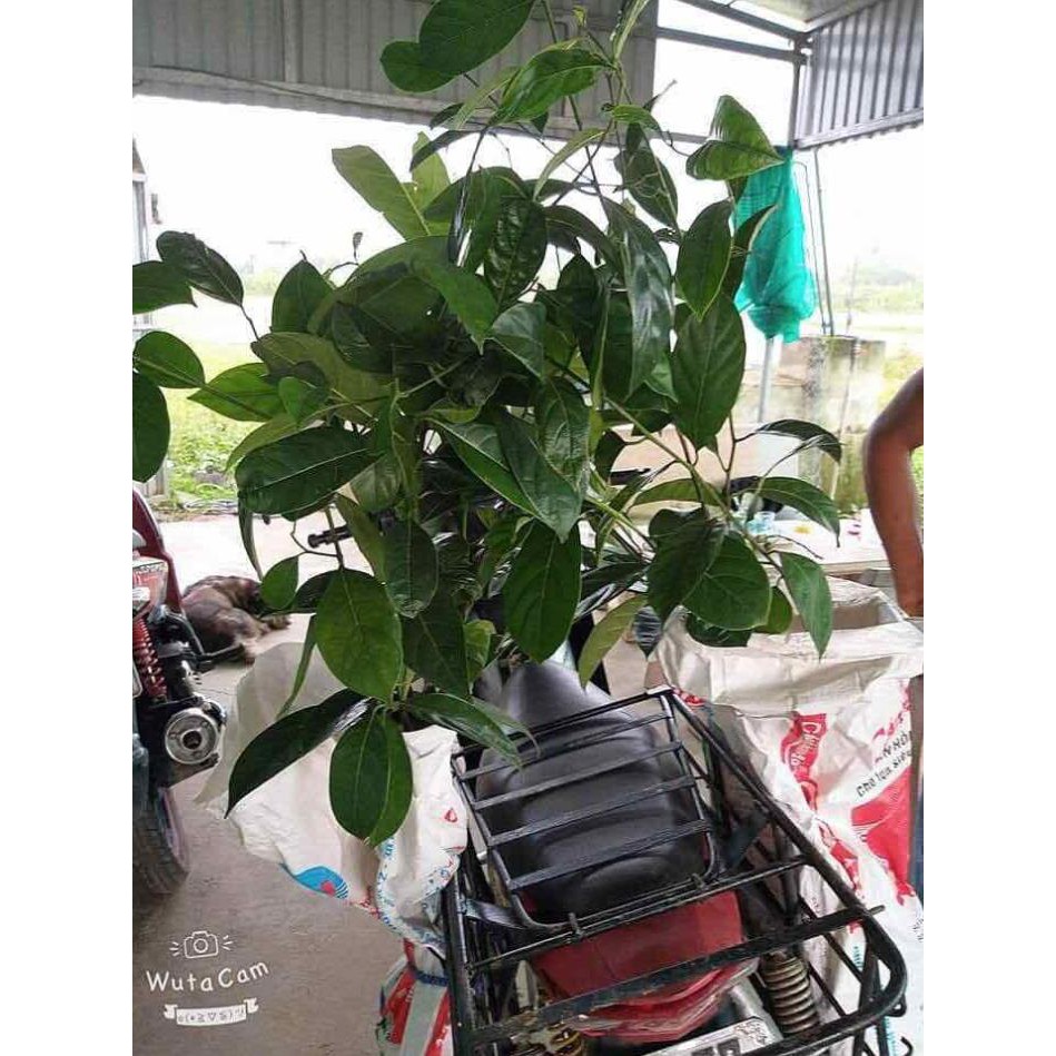 Cây giống mít ta mít dai