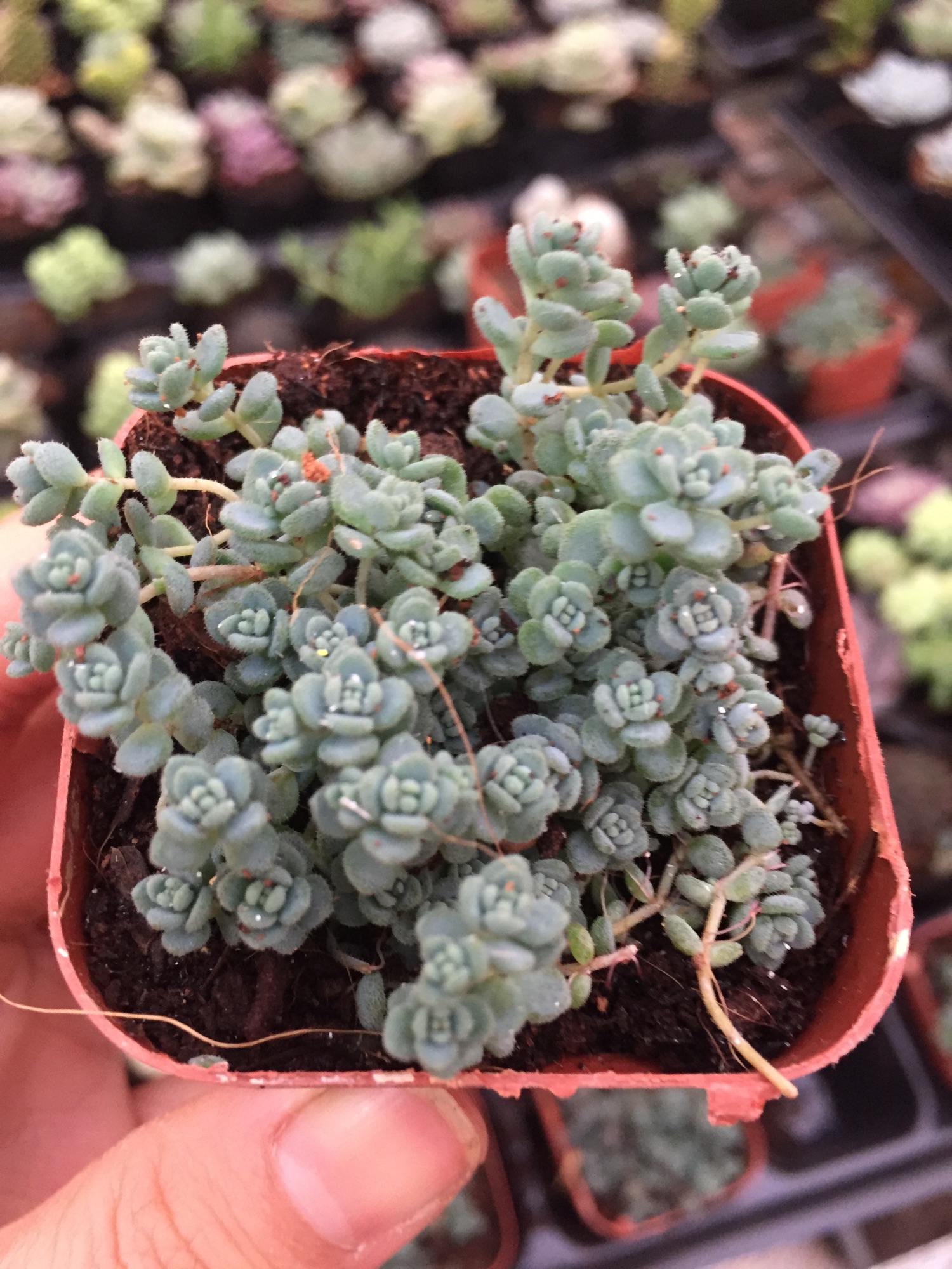 Sen Đá Sedum Hoa Hồng Xanh size bầu