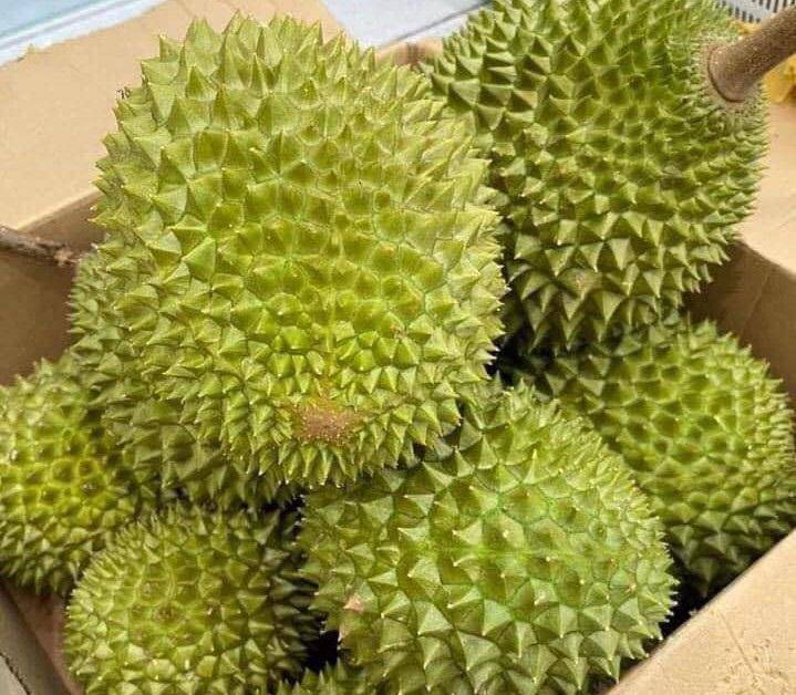 Mancozeb Ấn Độ Bột Xanh, Trừ Bệnh