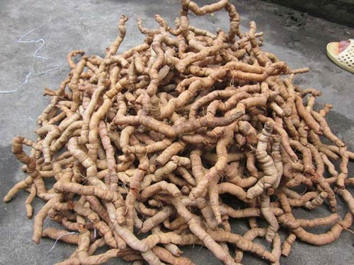 CÂY GIỐNG BA KÍCH TÍM