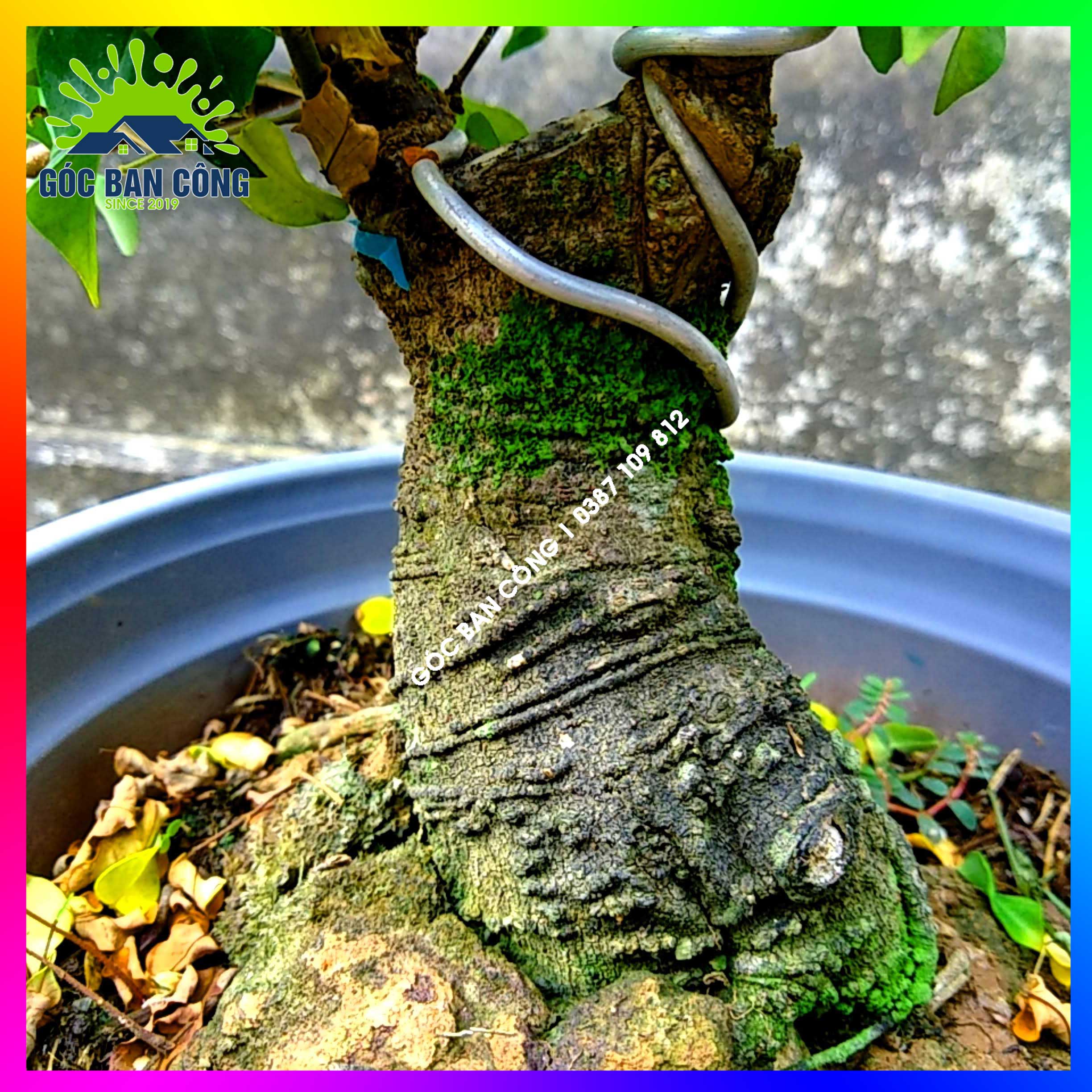 Cây Khế Bonsai Mini Gốc Quái - KBS08