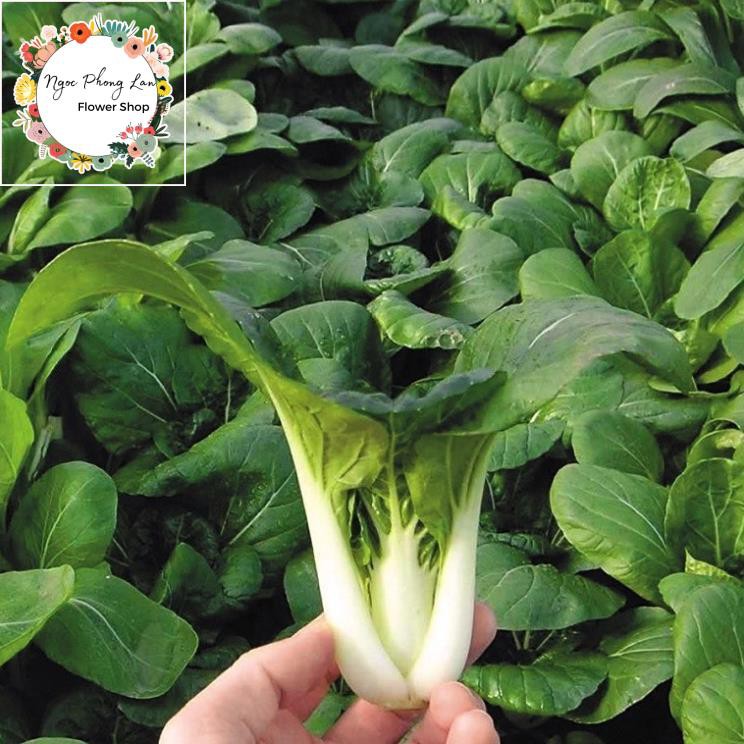 Hạt Giống Cải Bẹ Trắng - Gói 20 Gram