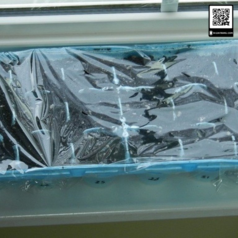 Hạt giống cà chua bi lùn vàng, sai quả - Gói 0,1g