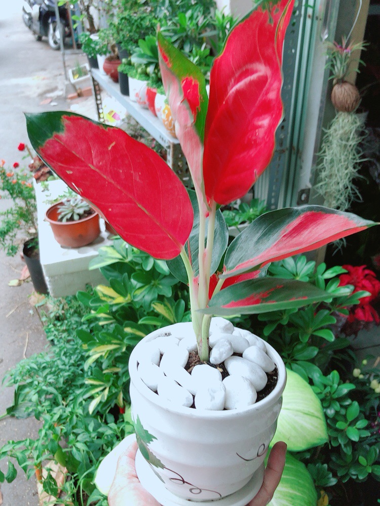 [HCM]Chậu Cây Phú Quý Đỏ