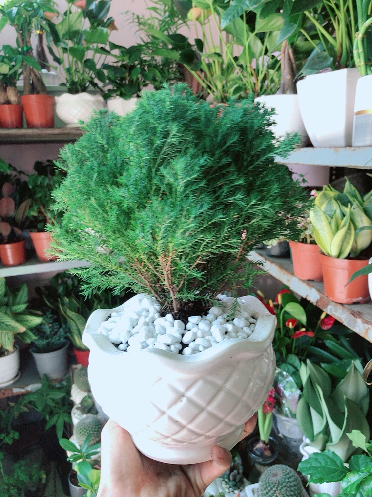 [HCM]Chậu Cây Tùng Bồng Lai