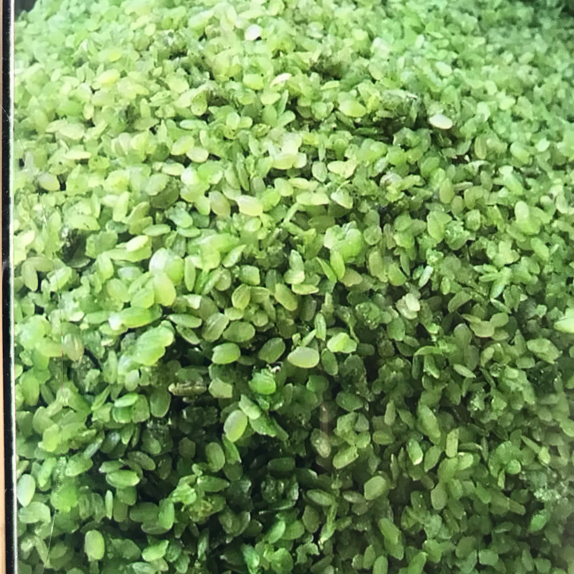 Cốm nếp tan tua lệ 1kg