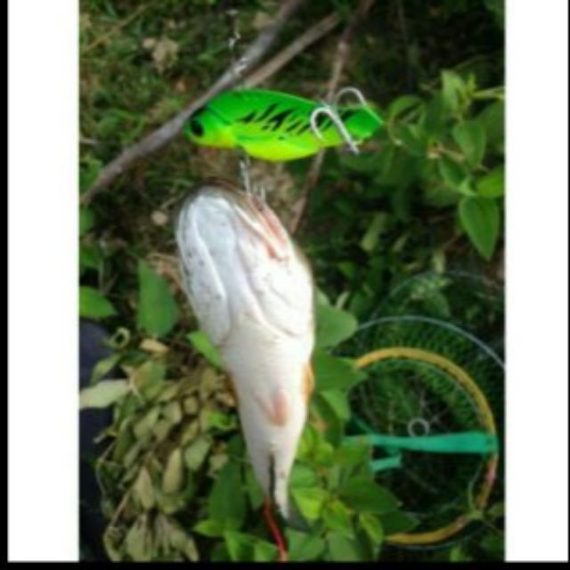 Mồi Lure, Cá Sắt Orichi