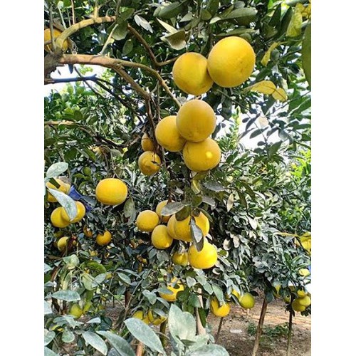 CÂY GIỐNG BƯỞI DIỄN SIÊU NGON
