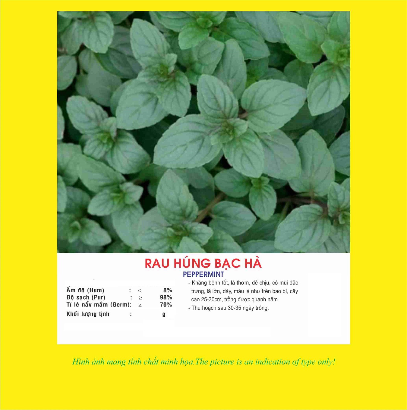 Peppermint Seeds - Peppermint Vtp102 |   Van Tin Store
