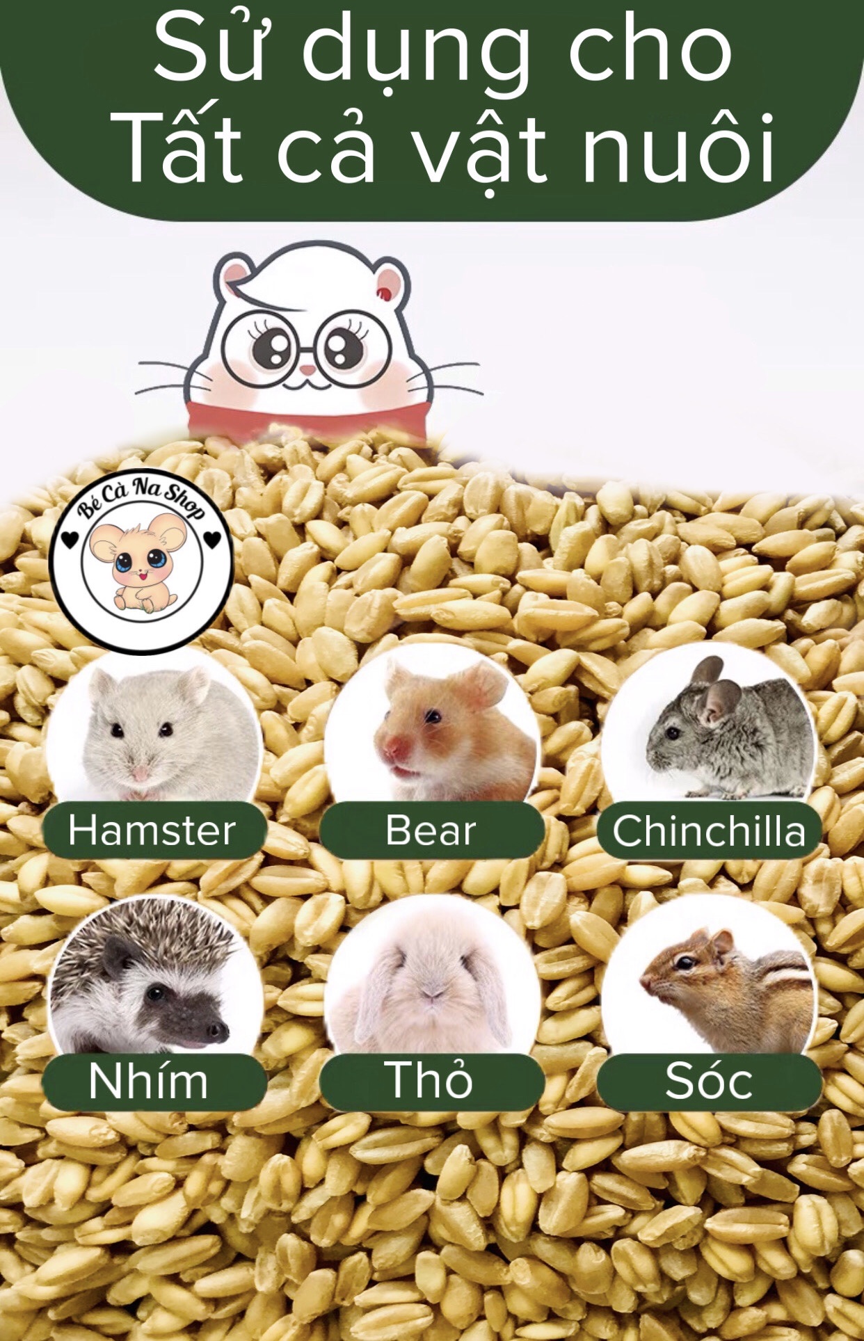 Lúa mì cho hamster (bé cà na) thức ăn cho hamster , thỏ bọ sóc chinchilla...