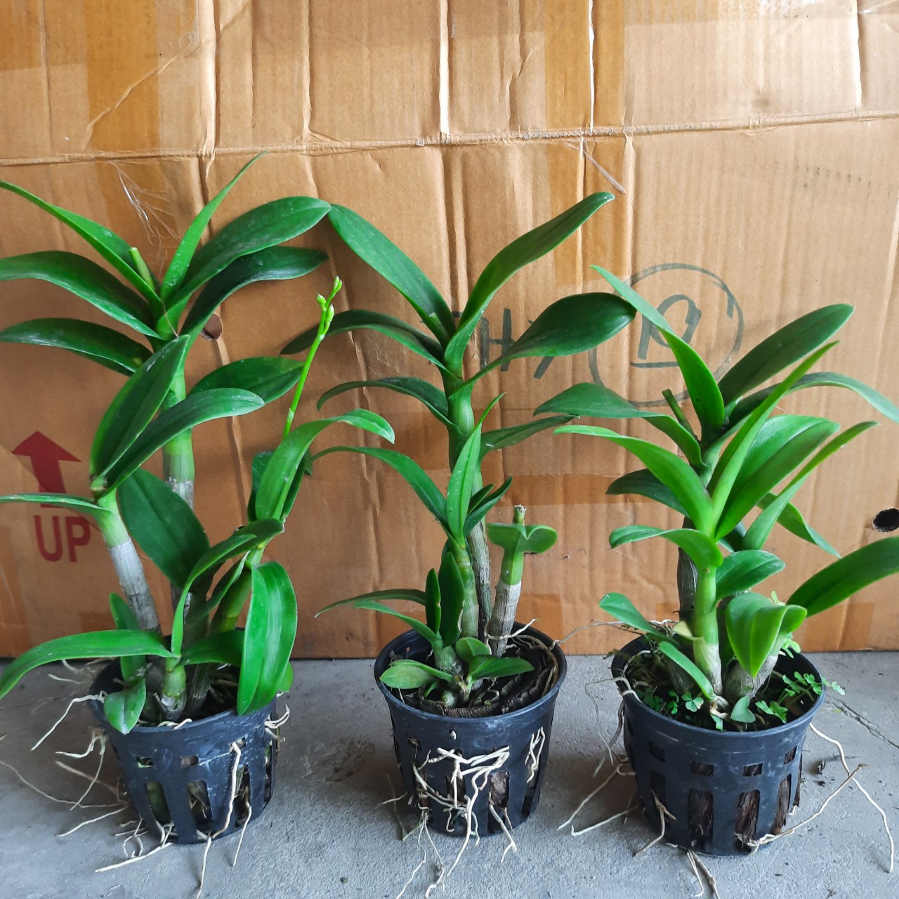 HOA LAN DEN LAI CAT BẠCH TUYẾT