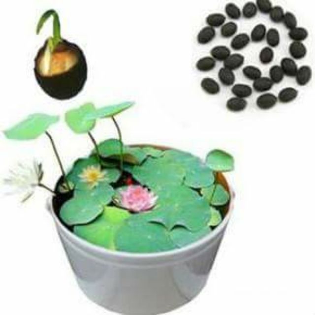5 Hạt sen nhật mini Nhiều màu