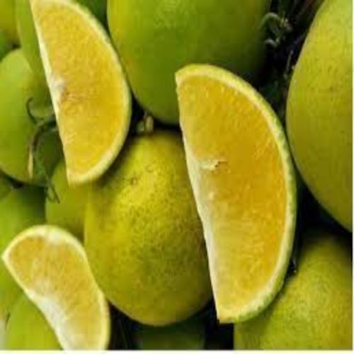 CAM XOÀN MIỀN NAM siêu quả, ngọt mát - CÂY GIỐNG CHUẨN F1 CAM XOÀN MIỀN NAM siêu quả, ngọt mát - CÂY GIỐNG CHUẨN F1