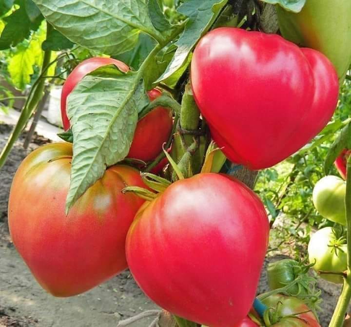 Hạt giống cà chua đỏ trái tim - gói 30 hạt