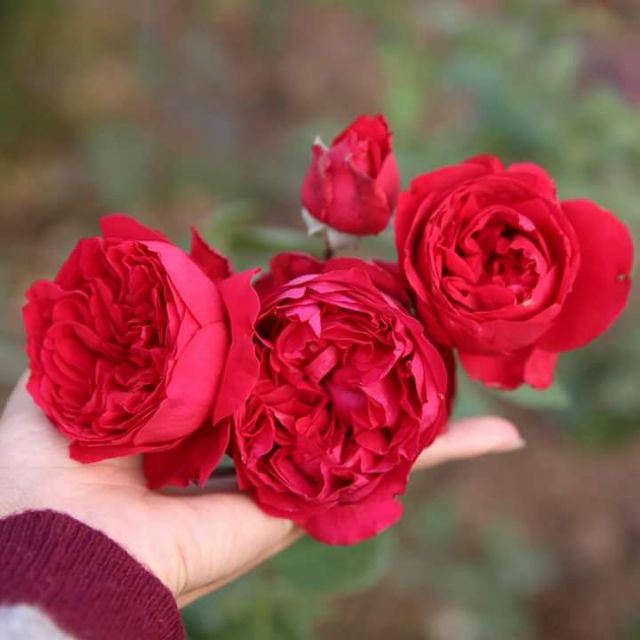[ Xả - Cắt Lỗ ] Hoa Hồng Leo Red Eden