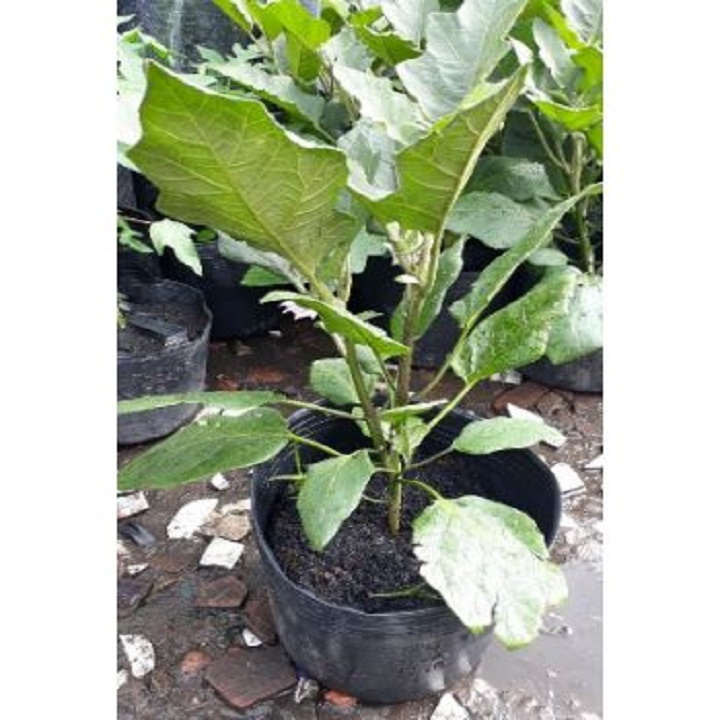 COMBO 3 CHẬU CÂY GIỐNG CÂY CÀ TÍM DÀI (CÀ TÍM DÁI DÊ), GIỐNG CHUẨN F1