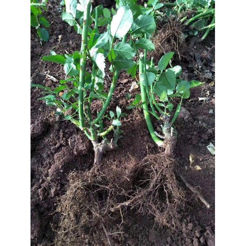 Combo 10 gốc hoa hồng rễ trần hoa hồng ngoại đủ màu