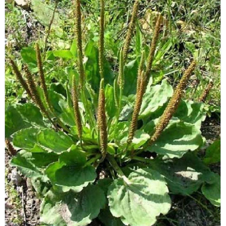 Hạt giống cây mã đề - 1 gói 2gram