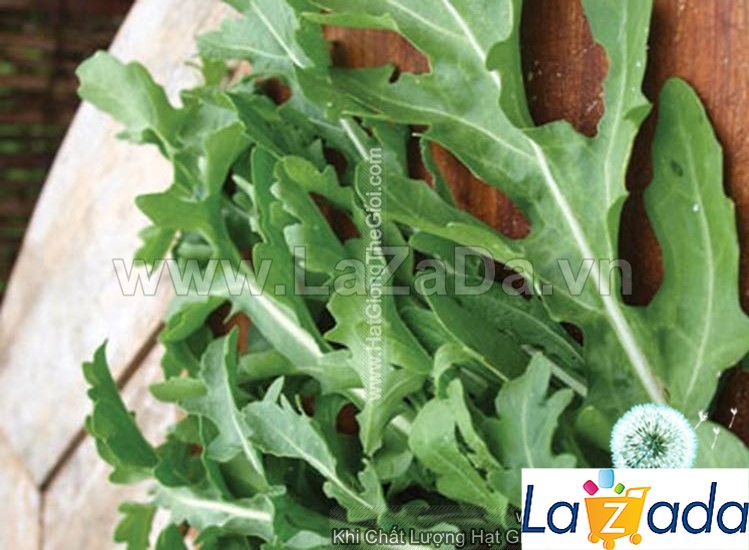 1000h hạt giống arugula rocket lá chẻ pro
