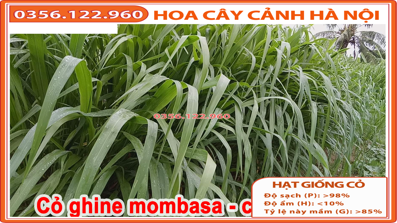 Bộ 1kg hạt giống cỏ chăn nuôi gồm 0,5kg cỏ xả lá lớn mobasa ghine và 0,5kg cỏ voi lai không lông