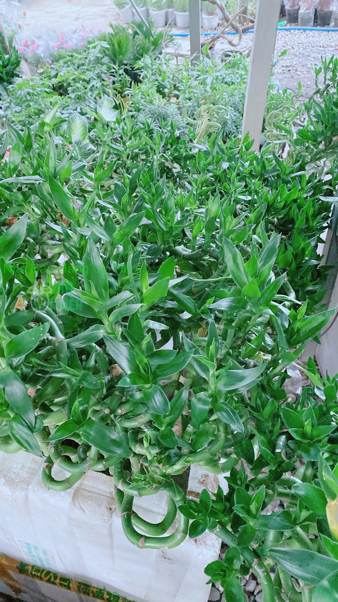 Bó Trúc Phát Tài Xoắn Cao 80cm (10 cây)