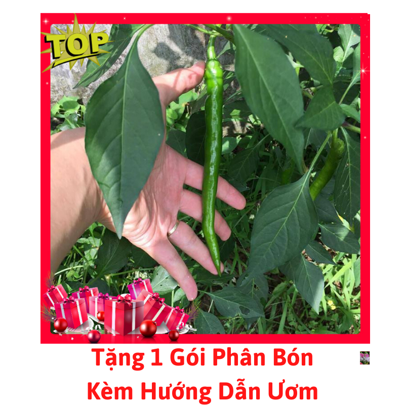 [Lấy mã giảm thêm 30%] Gói Hạt Giống Ớt Hàn Quốc
