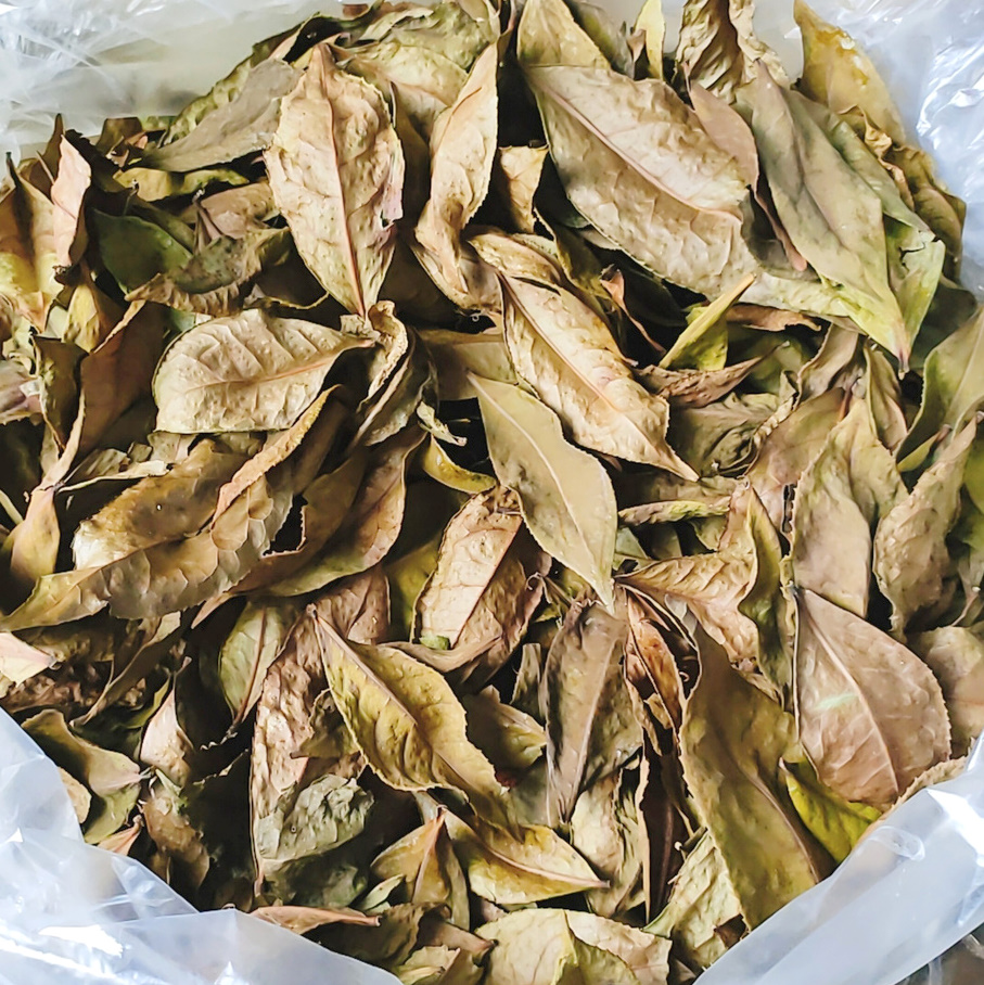 Lá chè xanh Mộc Châu sấy lạnh