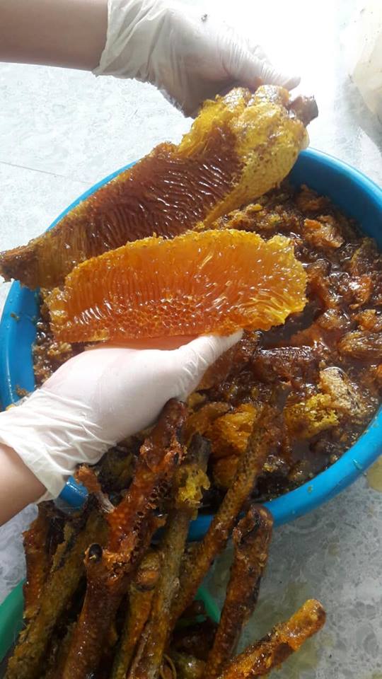 mật ong ruồi nguyên tổ ( r.ừng nguyên sinh Tây Nguyên )