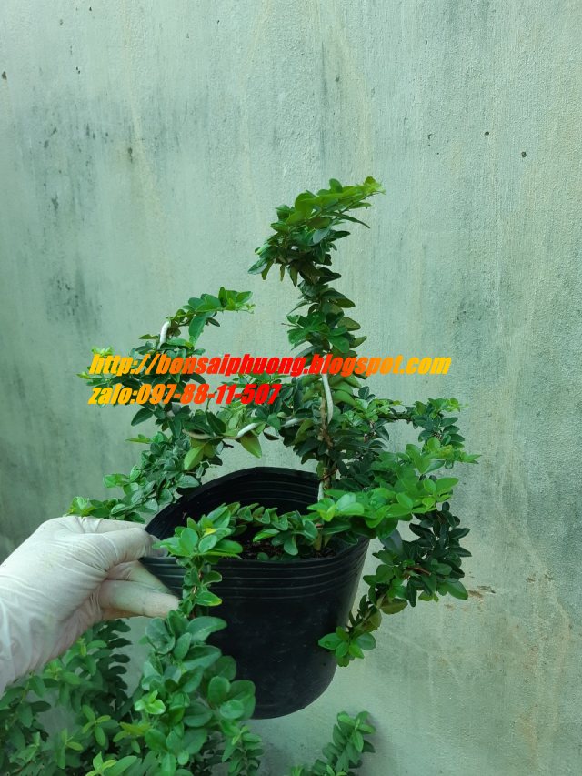 kim quýt bonsai CHẬU KIỂU