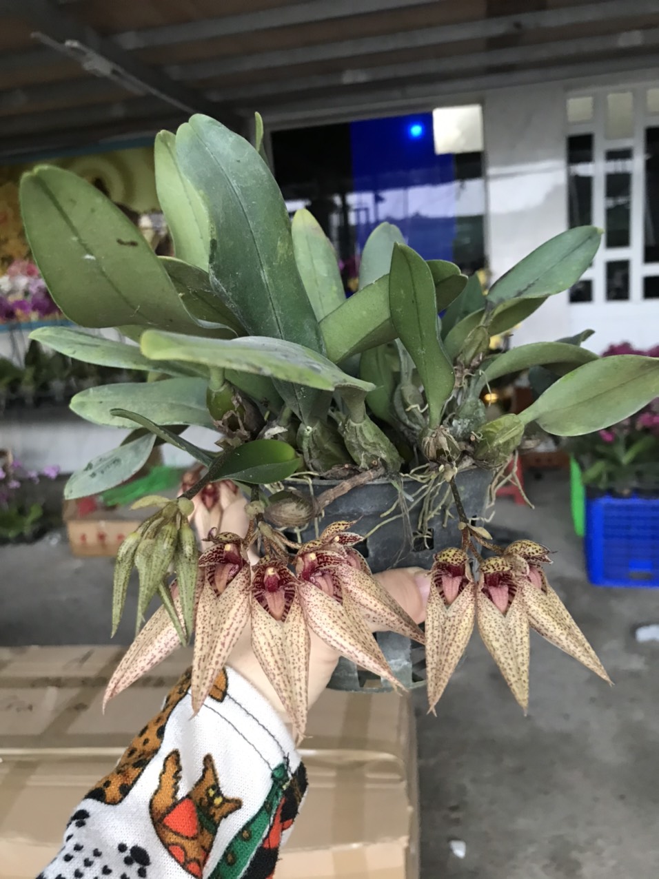 Lan lộng hài