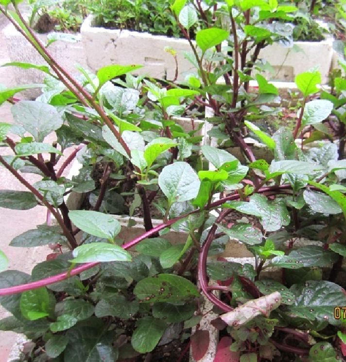 Hạt giống rau mồng tơi tím  - gói 3gram( 115 hạt)