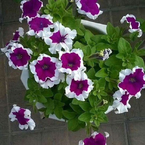 Hạt Giống Hoa Dạ Yến Thảo Viền Mix Màu - gói 50 hạt