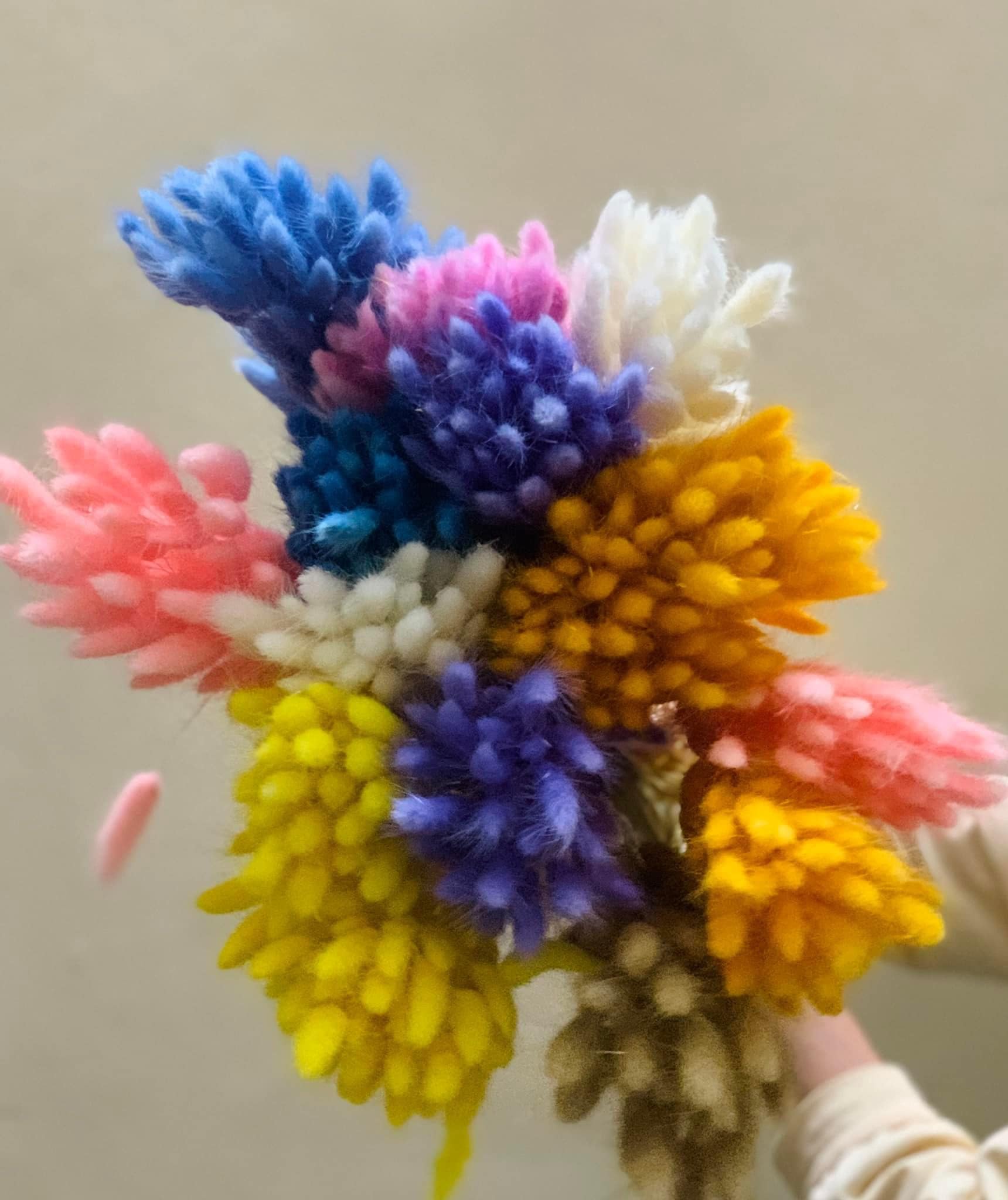 hoa khô - cỏ đuôi thỏ ( 5 bông )