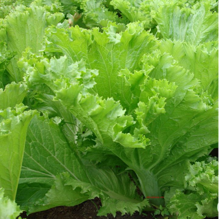 20 gram hạt giống rau cải mào gà ( cải bẹ vàng )