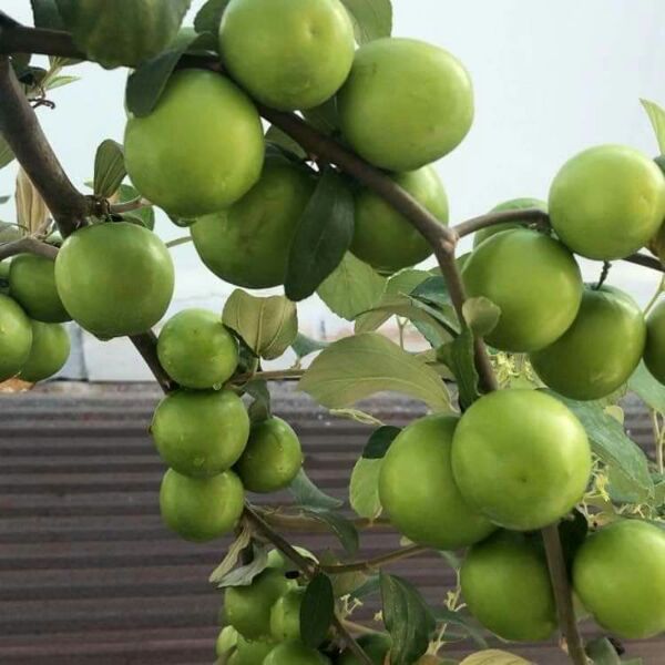 2 cây giống táo da xanh ninh thuận