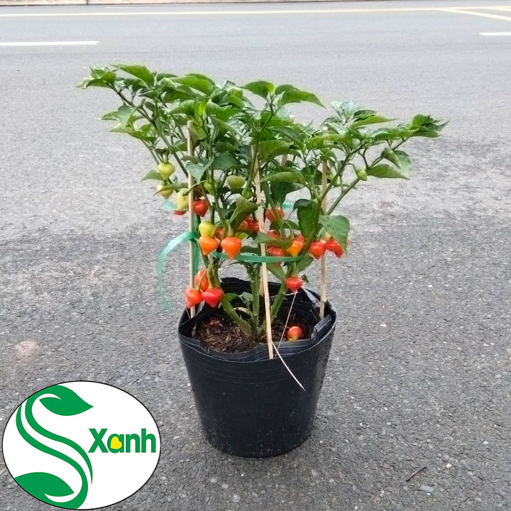 Cây ớt Trái Tim - Trái Đẹp - Ăn Ngon