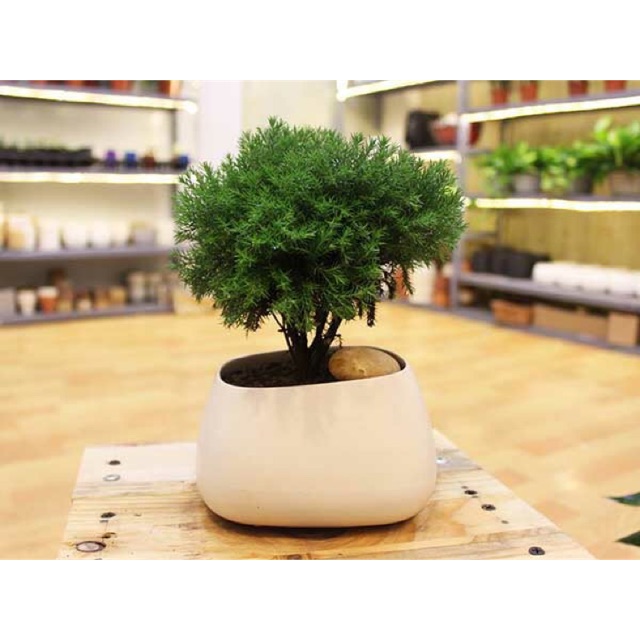 Cây tùng bồng lai - Cây cảnh để bàn