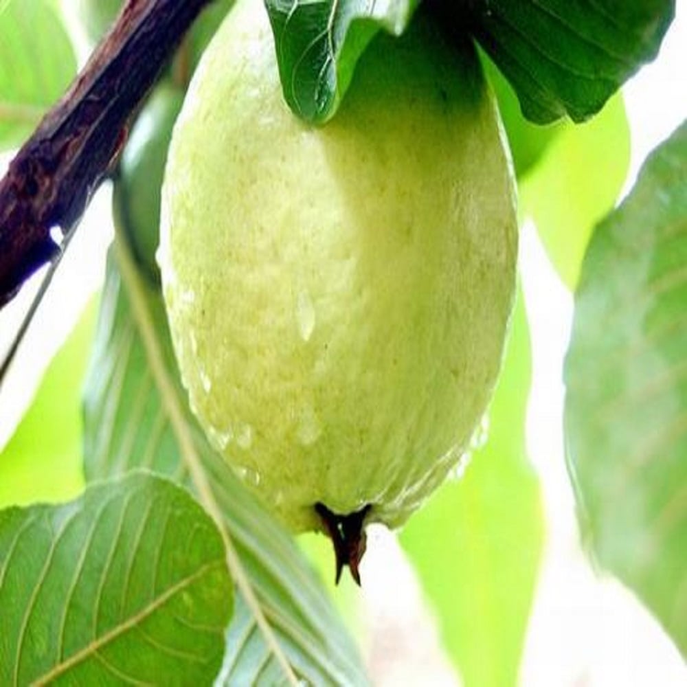 GIỐNG CÂY ỔI LÙN TRỒNG CHẬU