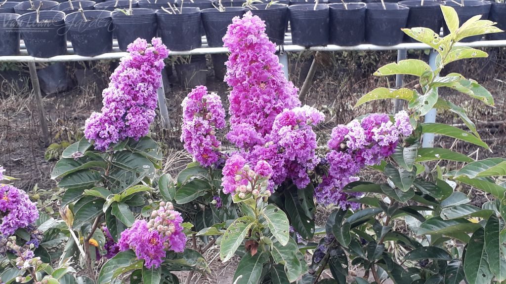Cây giống bằng lăng tím